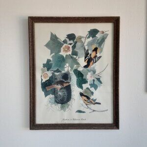 Vintage Framed Audubon John James Baltimore Oriole Print